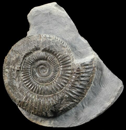 Dactylioceras Ammonite Stand Up - England #68145